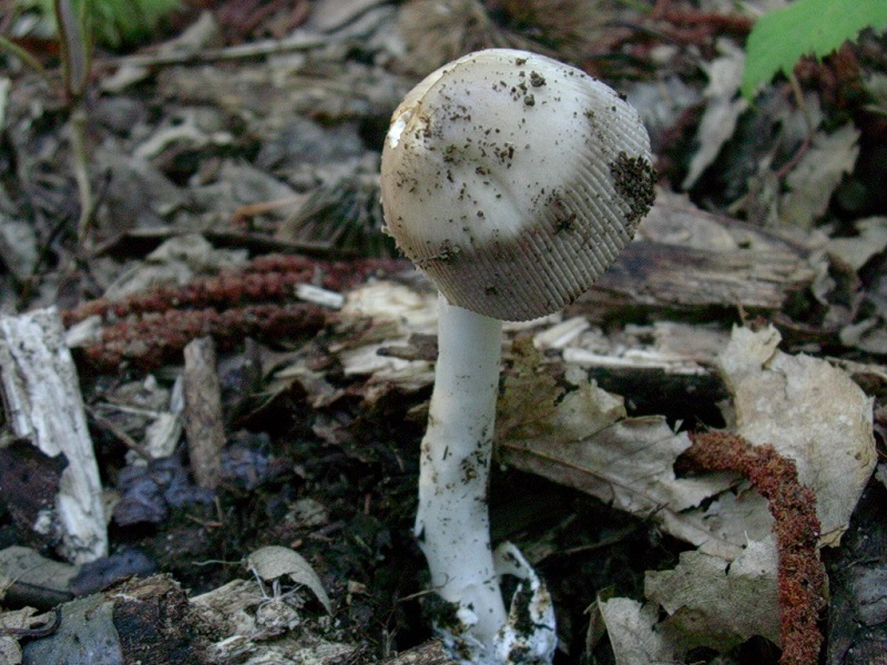 452 Settembre vecchio ritrovamento